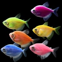 Тернеция карамель Glofish ассорти